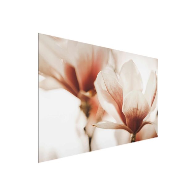Glasbild - Zarte Magnolienblüten im Lichtspiel - Querformat