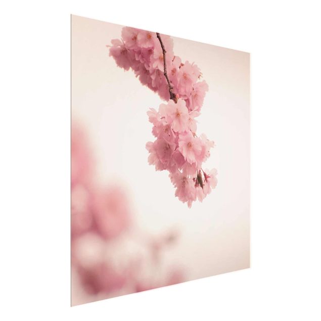 Bilder für die Wand Zartrosane Frühlingsblüte mit Bokeh