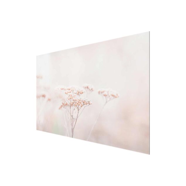 Glasbild - Zartrosane Wildblumen - Querformat