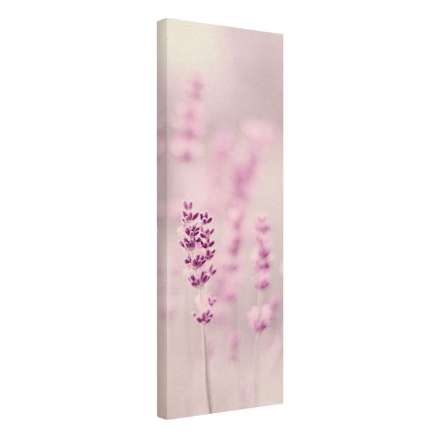 Wandbilder Zartvioletter Lavendel