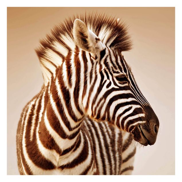 Fototapete - Zebra Baby Portrait