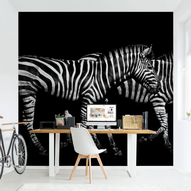 Moderne Tapeten Zebra vor Schwarz