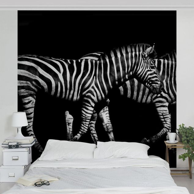 Wandtapete Tiere Zebra vor Schwarz