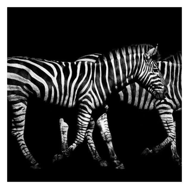 Fototapete Design Zebra vor Schwarz