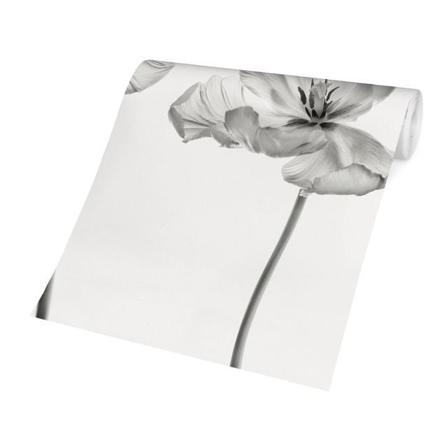 Design Tapete Zwei zarte weiße Tulpen