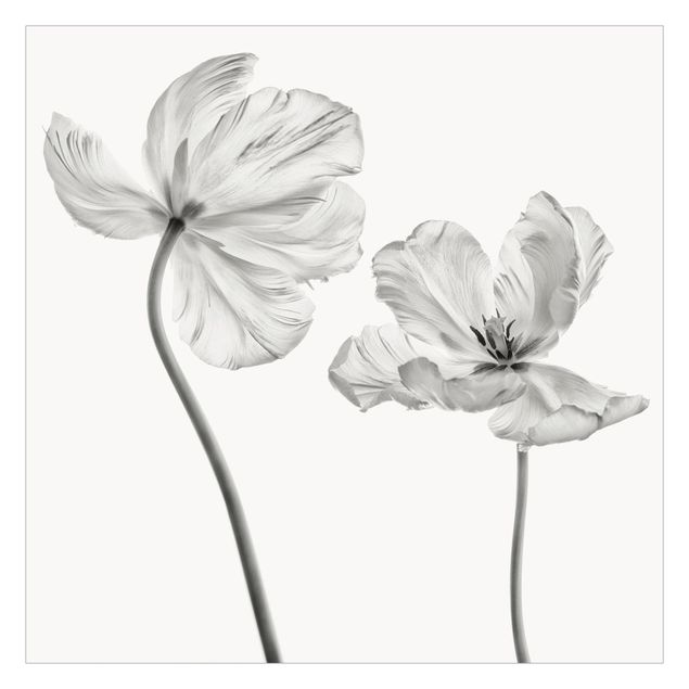 Fototapete Zwei zarte weiße Tulpen