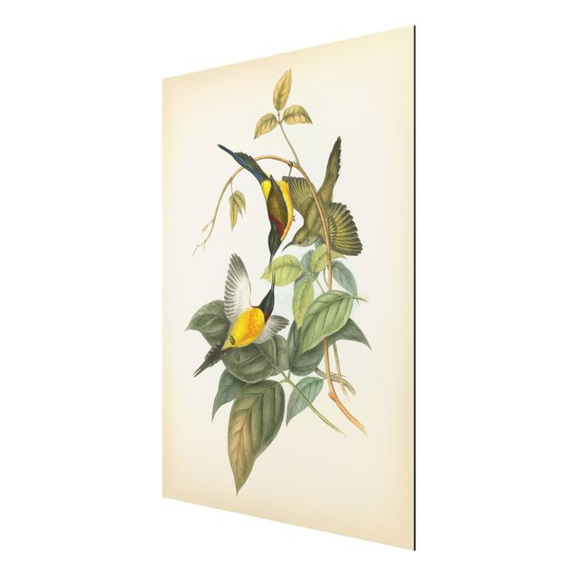 Alu Dibond Druck Vintage Illustration Tropische Vögel IV