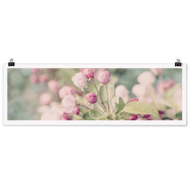 Poster - Apfelblüte Bokeh rosa - Panorama Querformat