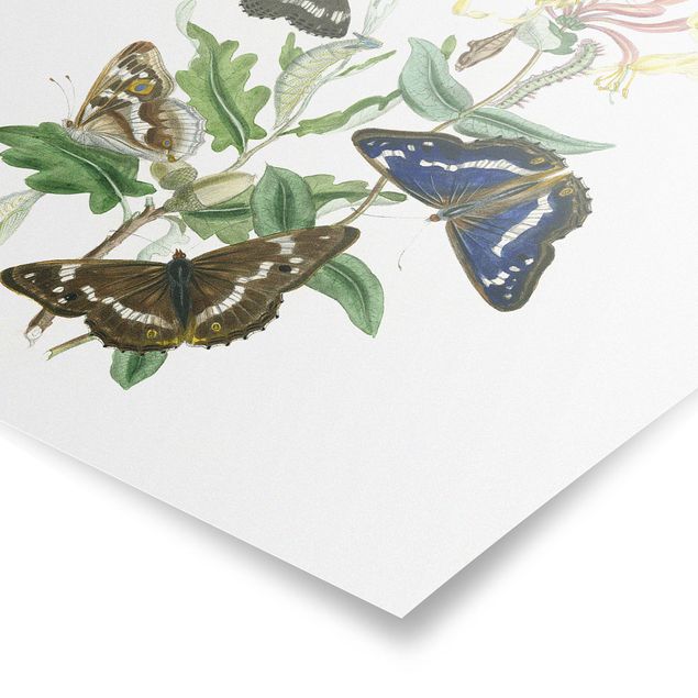 Poster - Britische Schmetterlinge IV - Quadrat 1:1