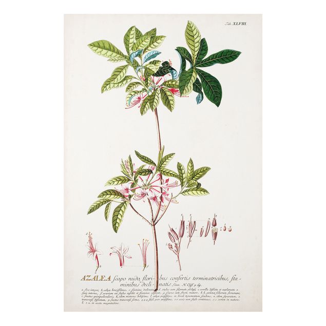 Schöne Wandbilder Vintage Botanik Illustration Azalee