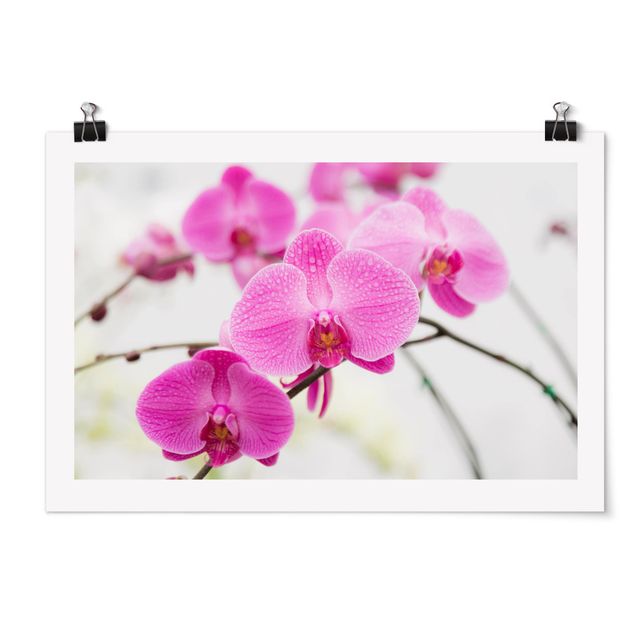 Poster - Nahaufnahme Orchidee - Querformat 2:3