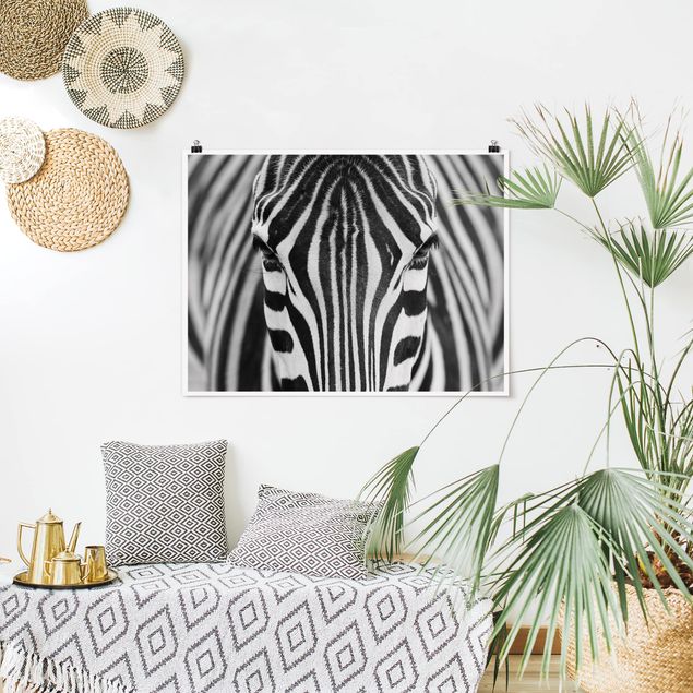 Poster Schwarz Weiß Querformat Zebra Look