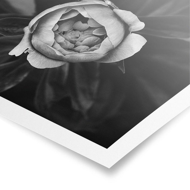 Poster Pfingstrosenblüte vor Blättern Schwarz Weiß
