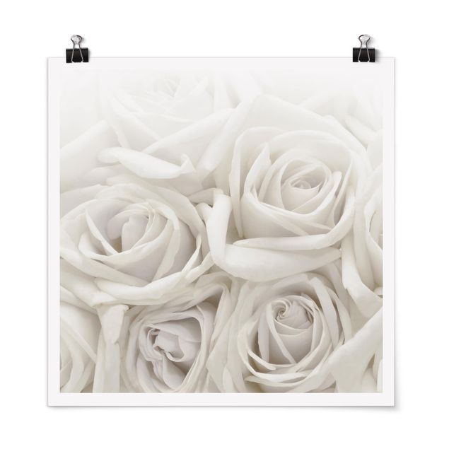 Poster - Weiße Rosen - Quadrat 1:1