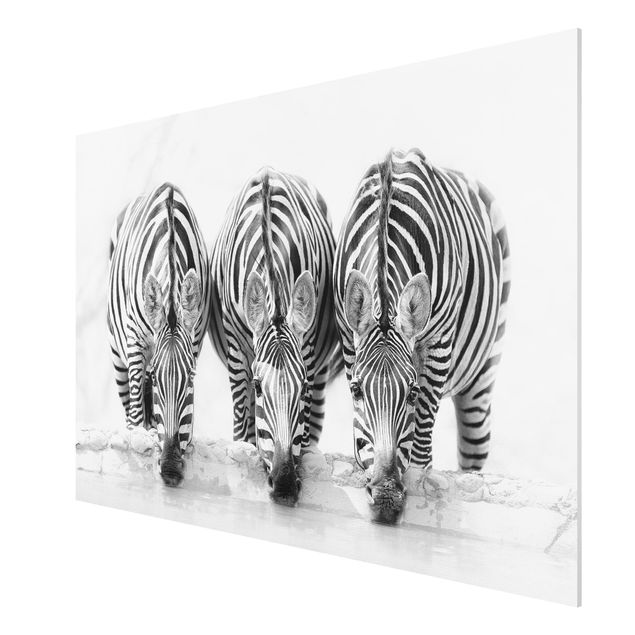 Schöne Wandbilder Zebra Trio schwarz-weiß