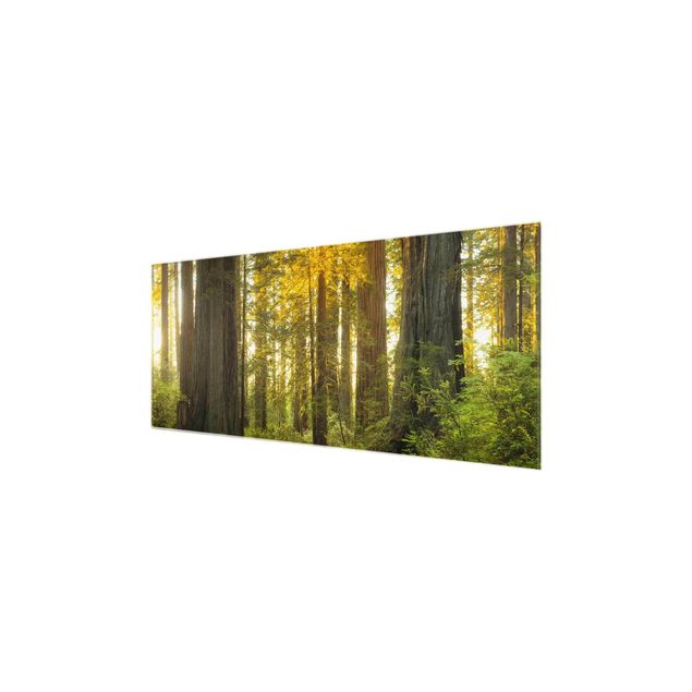 Glasbild - Redwood National Park - Panorama