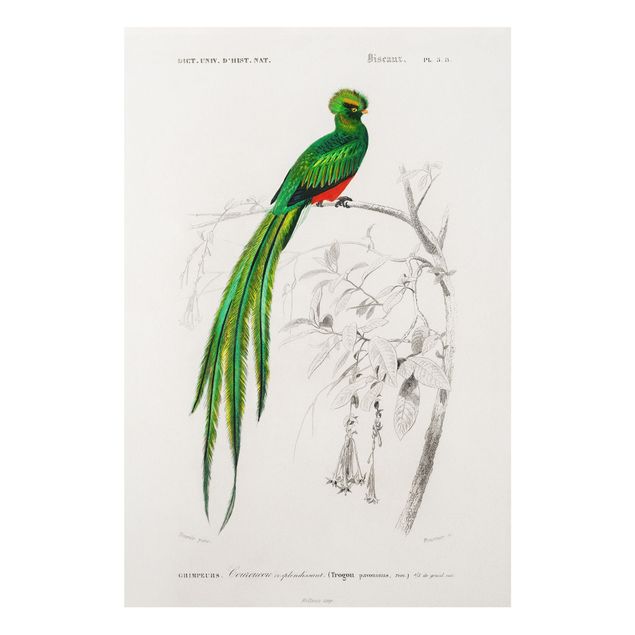 Bilder auf Hartschaumplatte Vintage Lehrtafel Tropischer Vogel I