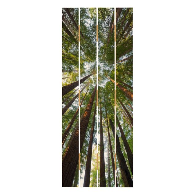 Holzbild - Mammutbaum Baumkronen - Hochformat 5:2