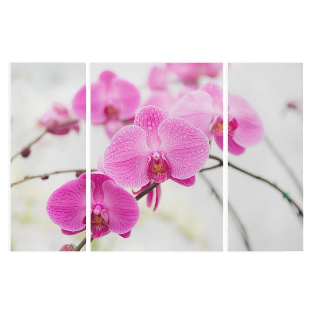Schöne Wandbilder Nahaufnahme Orchidee