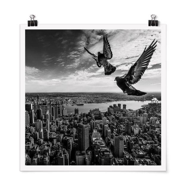 Poster - Tauben auf dem Empire State Building - Quadrat 1:1