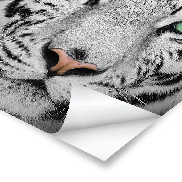 Weißer Tiger Poster als Quadrat | Bilderwelten