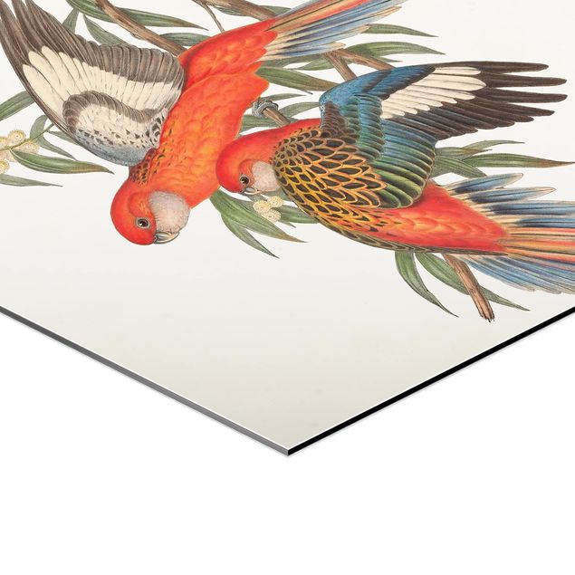 Hexagon Bild Alu-Dibond - Tropische Papageien I