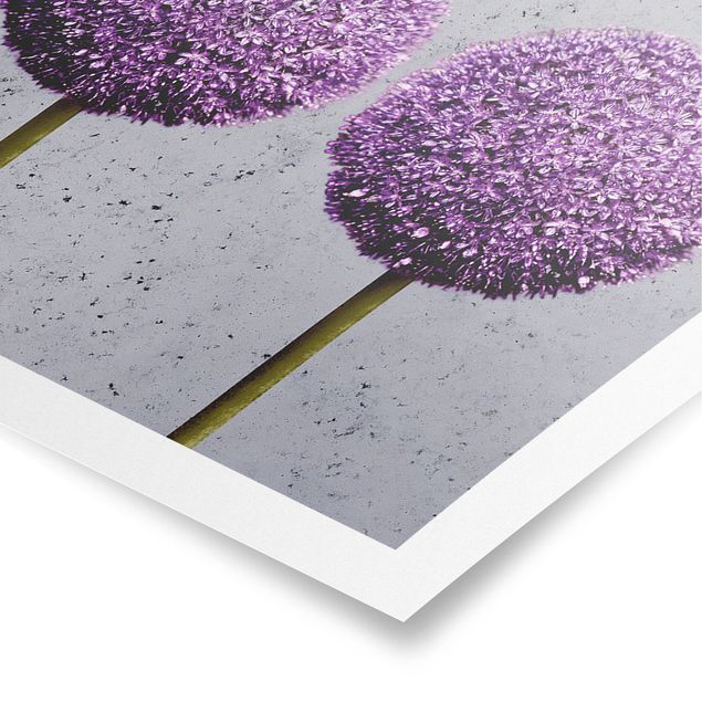 Poster - Allium Kugel-Blüten - Panorama Querformat