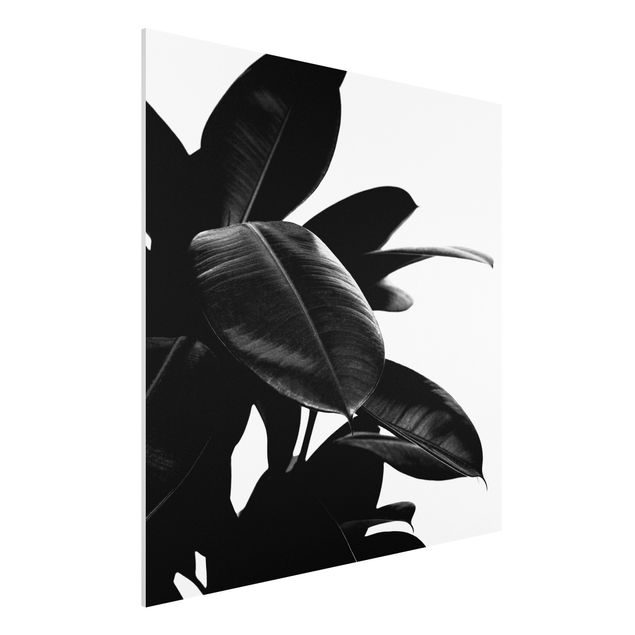 Bilder auf Hartschaumplatte Gummibaum Blätter Schwarz Weiß