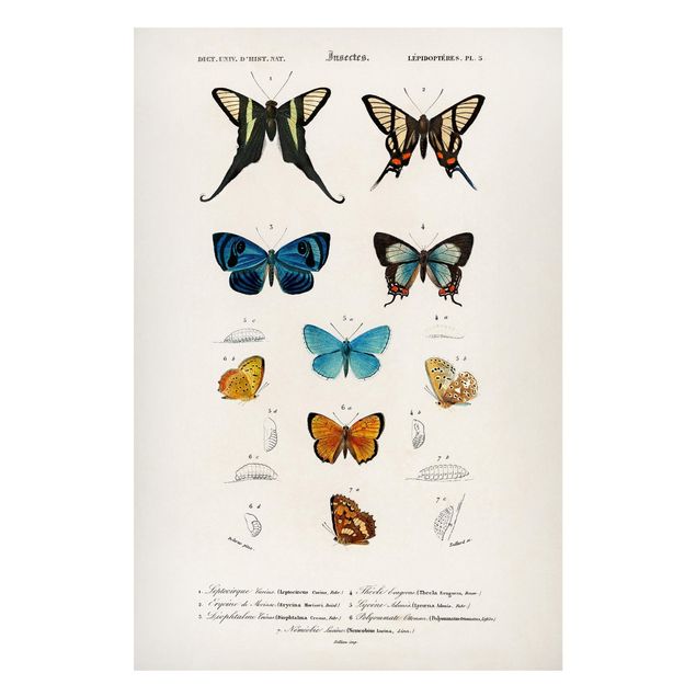 Magnettafel Büro Vintage Lehrtafel Schmetterlinge I