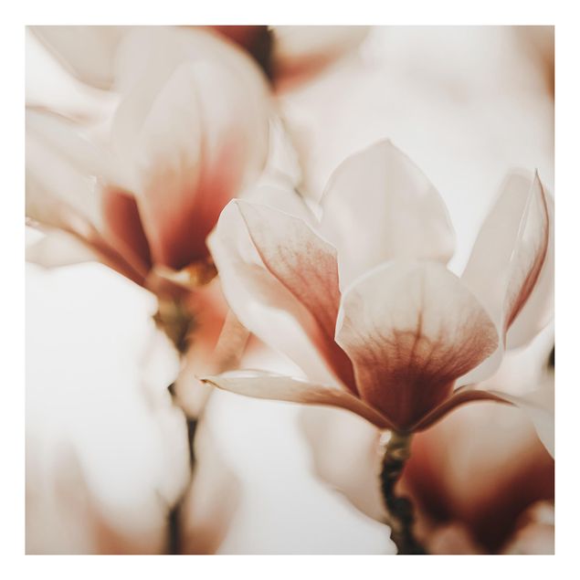 Foto auf Alu Dibond Zarte Magnolienblüten im Lichtspiel