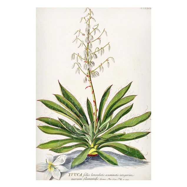 Magnettafel Blumen Vintage Botanik Illustration Yucca