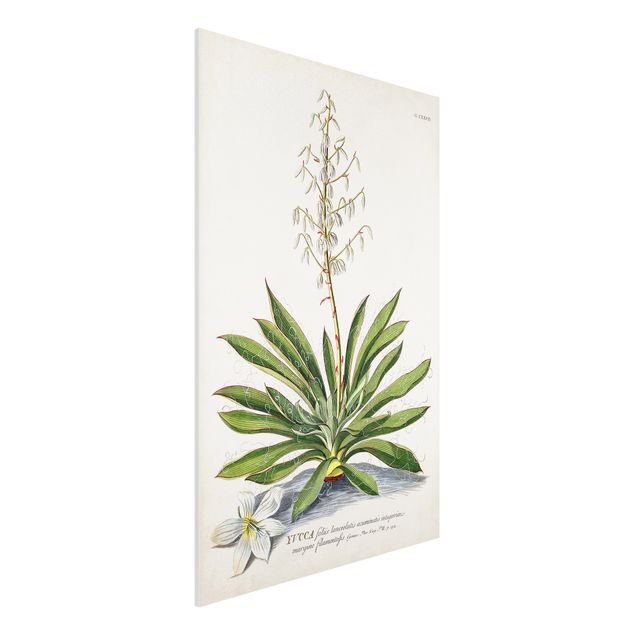 Forex Bilder Vintage Botanik Illustration Yucca