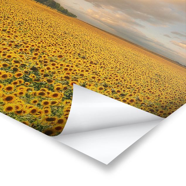 Poster - Feld mit Sonnenblumen - Querformat 2:3