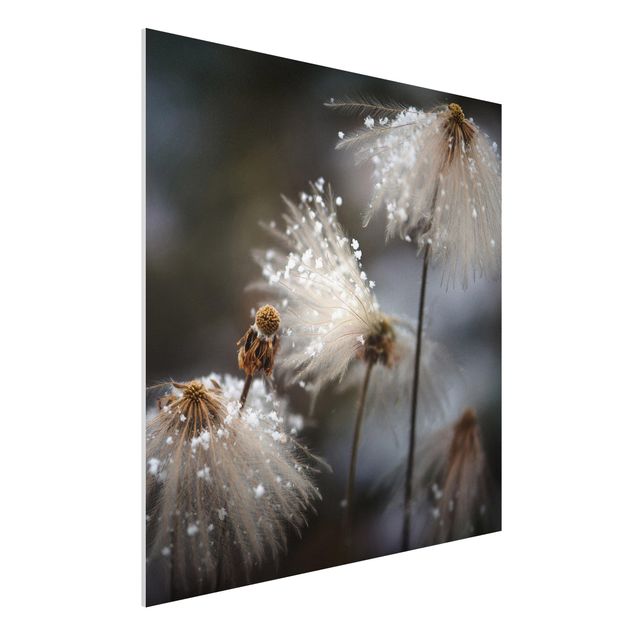 Bilder auf Hartschaumplatte Pusteblumen mit Schneeflocken