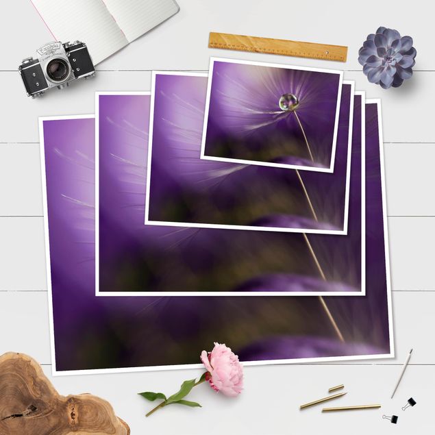 Poster - Pusteblume in Violett - Querformat 3:4