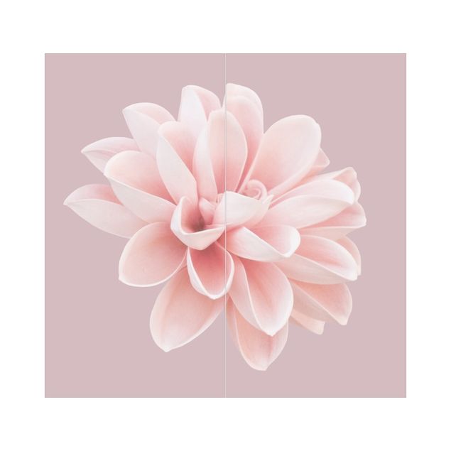 Duschrückwand - Dahlie Blume Lavendel Rosa Weiß