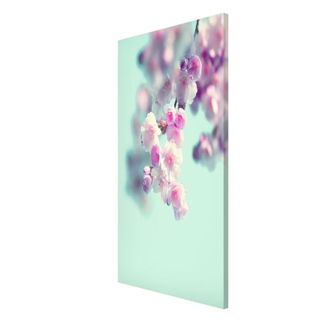 Wandbilder Farbenfrohe Kirschblüten