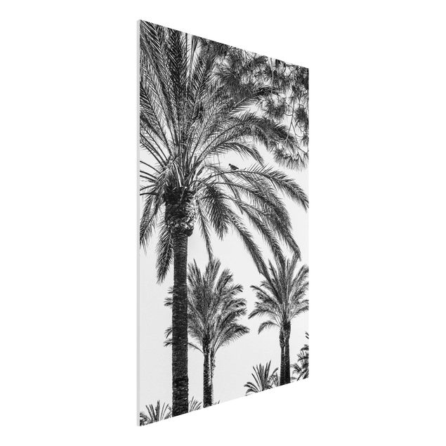 Bilder auf Hartschaumplatte Palmen im Sonnenuntergang Schwarz-Weiß