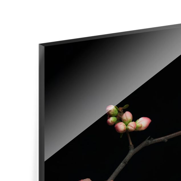 Glas Spritzschutz - Blütenzweig Apfelbaum - Quadrat - 1:1