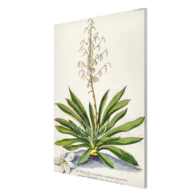 Schöne Wandbilder Vintage Botanik Illustration Yucca