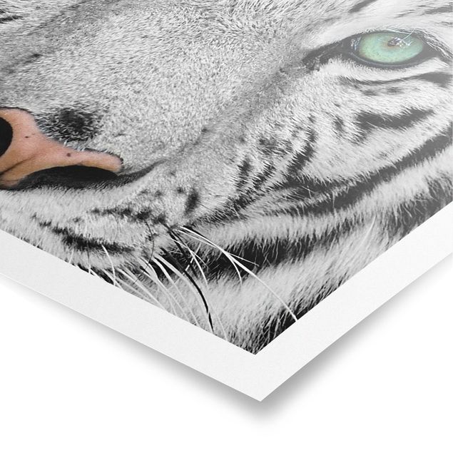 Poster bestellen Weißer Tiger