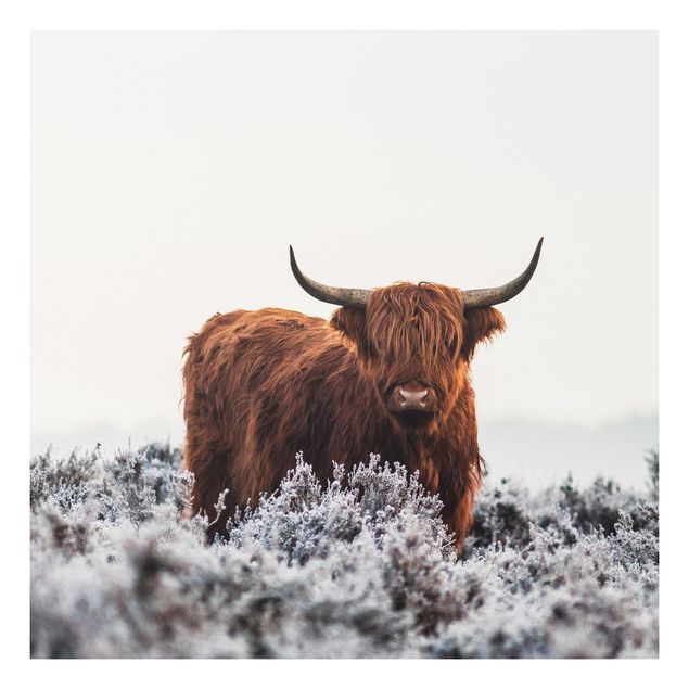Forex Bilder Bison in den Highlands