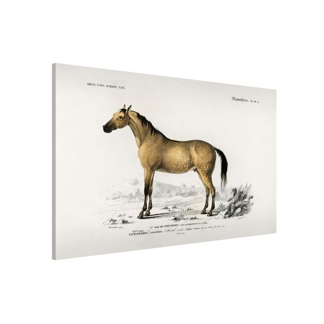 Wandbilder Tiere Vintage Lehrtafel Pferd