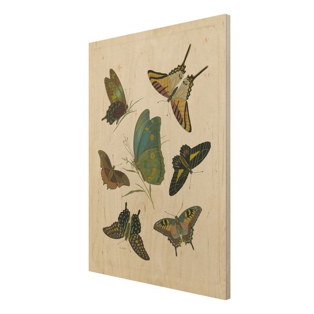 Wandbild Holz Vintage Illustration Exotische Schmetterlinge