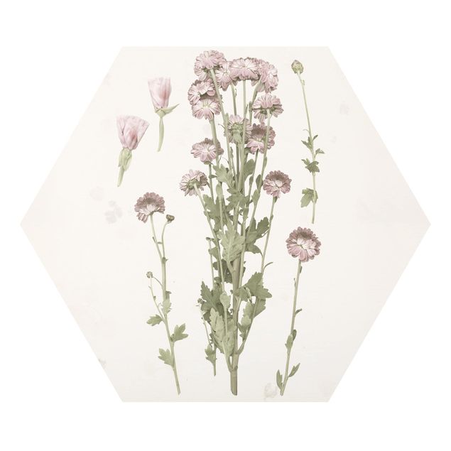 Hexagon Bild Forex - Herbarium in rosa I