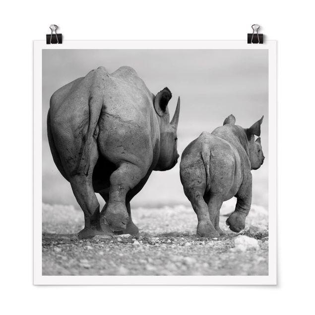 Poster - Wandering Rhinos II - Quadrat 1:1