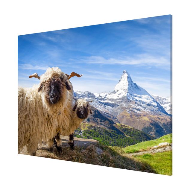 Magnettafel Tiere Schwarznasenschafe von Zermatt