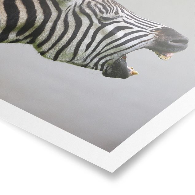 Poster - Brüllendes Zebra - Querformat 2:3