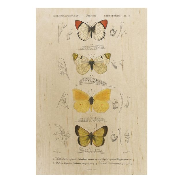 Moderne Holzbilder Vintage Lehrtafel Schmetterlinge II