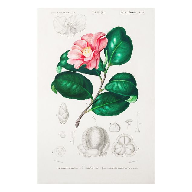 Schöne Wandbilder Botanik Vintage Illustration Tropische Pflanze II